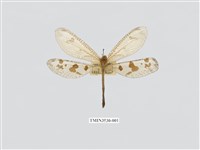 藏品(蟻蛉6)的圖片